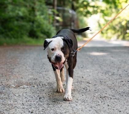 Russell, Adoptable, Adult Male American Staffordshire Terrier & Mixed Breed.