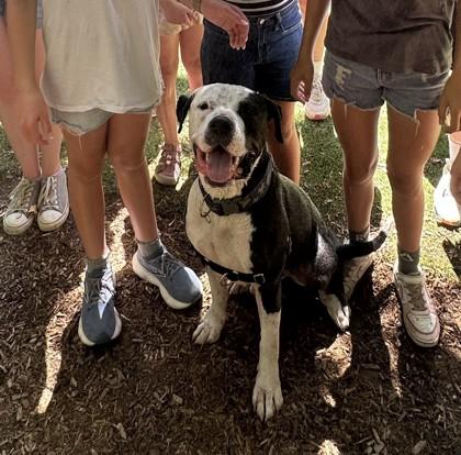 Enlarge Russell, a Adoptable mixed breed in Sultan, WA image 2/3