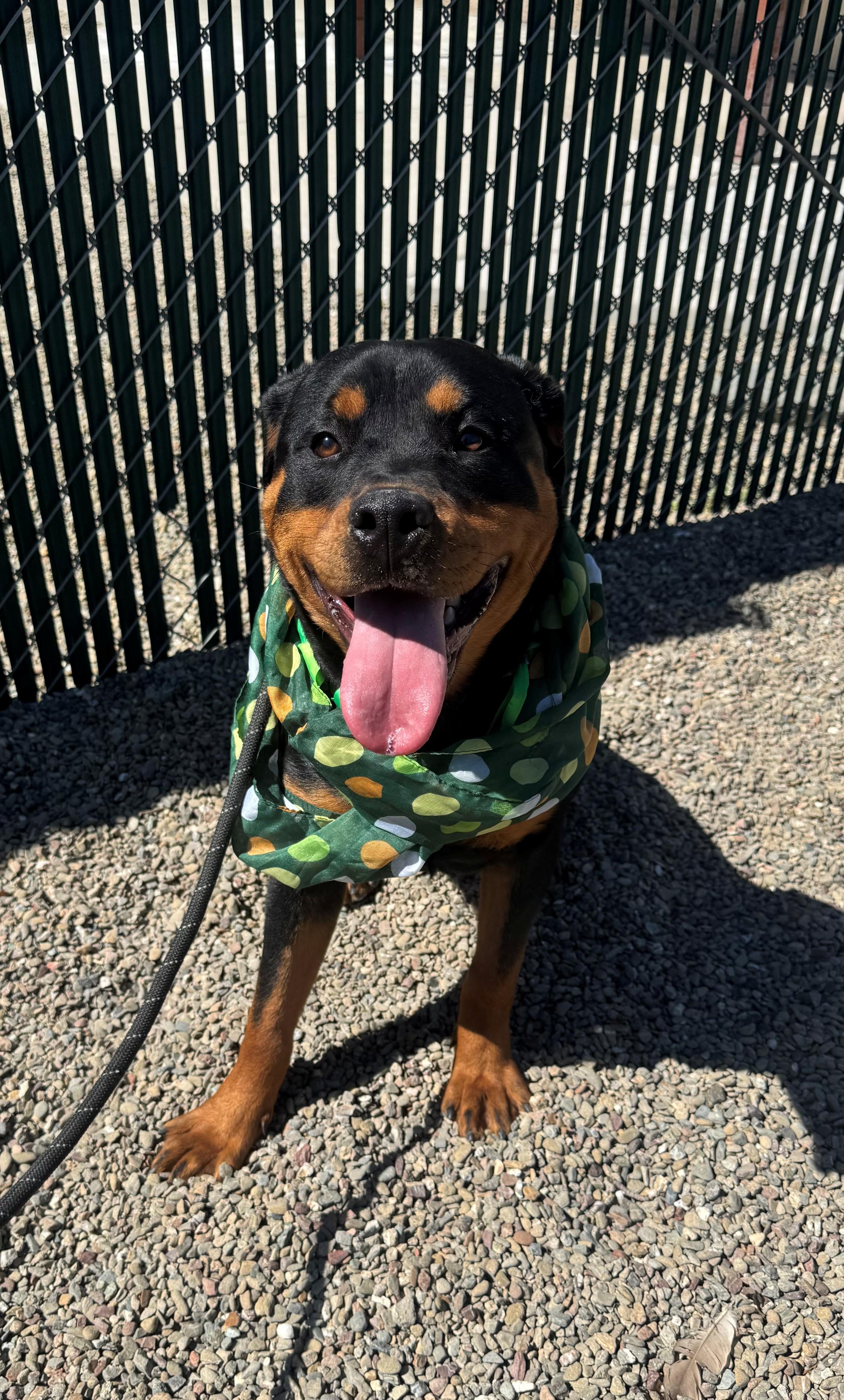 Clover, adopted, Young Female Rottweiler.