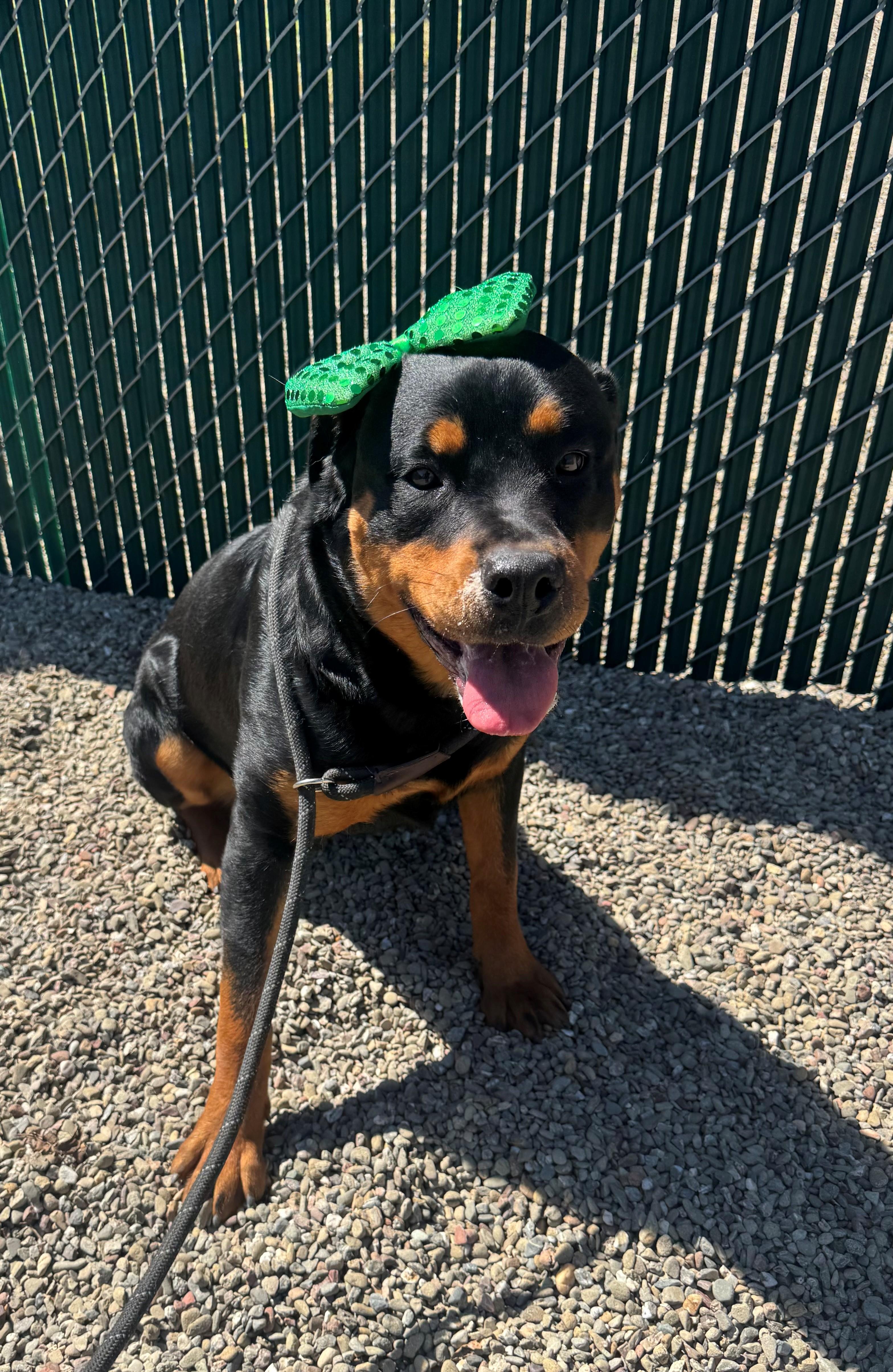 Enlarge Clover, an adopted Rottweiler in Ripon, CA image 2/2