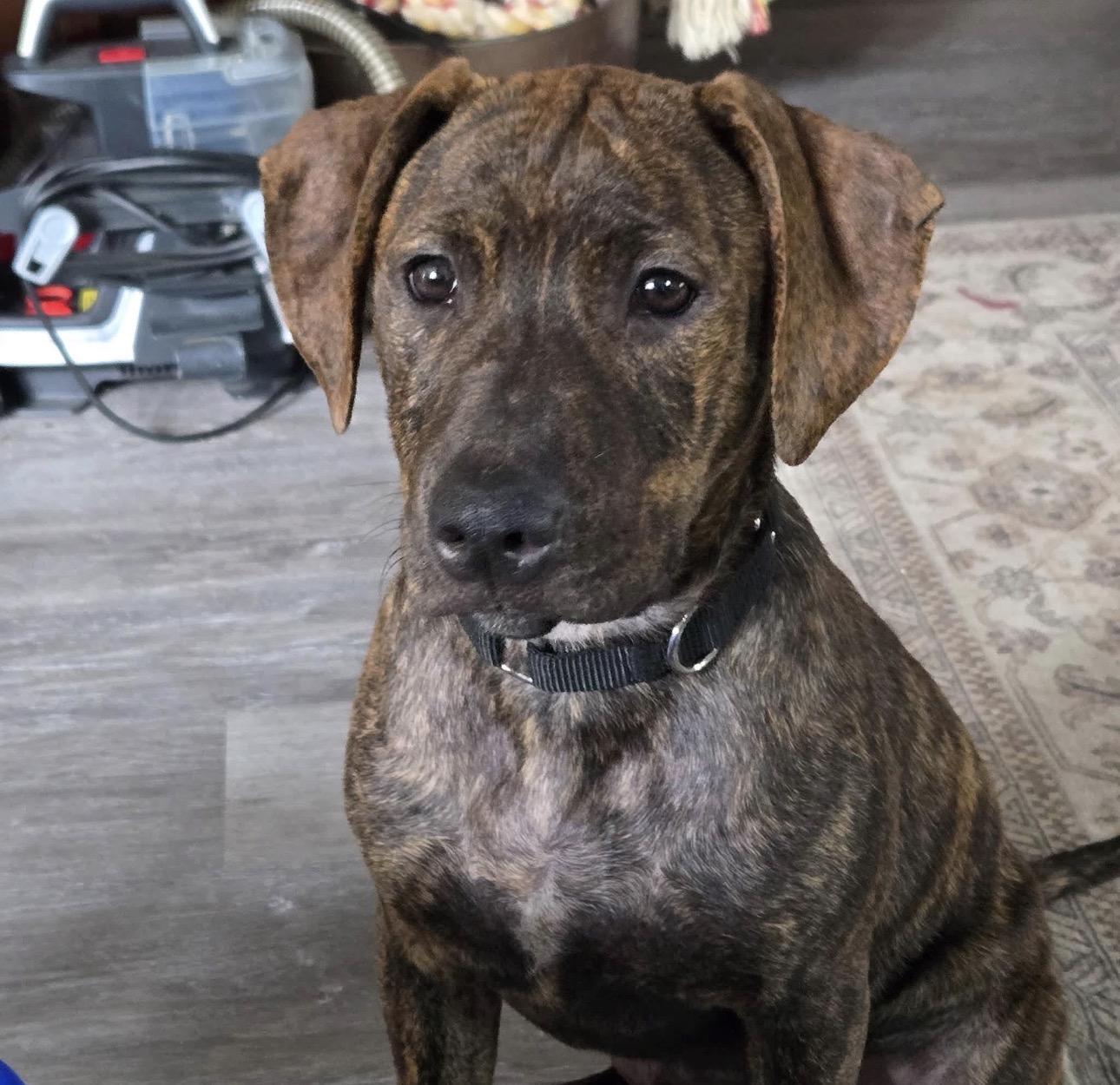 Enlarge Fauna, a Adopted mixed breed in Kutztown, PA image 2/2