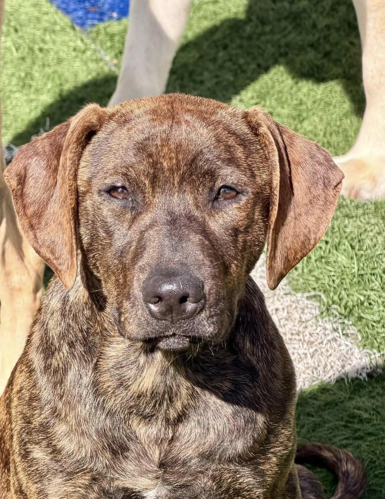 Fauna, Adopted, Puppy Female Hound.