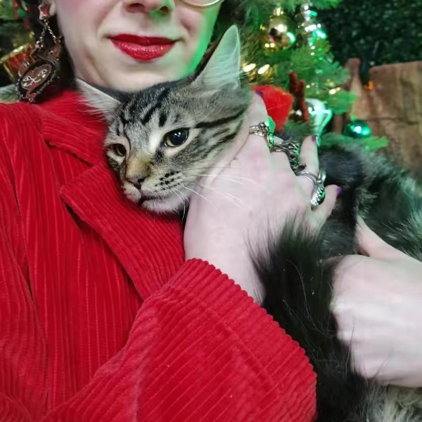 Enlarge Chandler, a ADOPTABLE Domestic Long Hair in Brooklyn, NY image 1/2