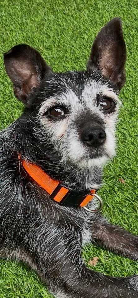 Pepper, adopted, Adult Male Terrier & Schnauzer.