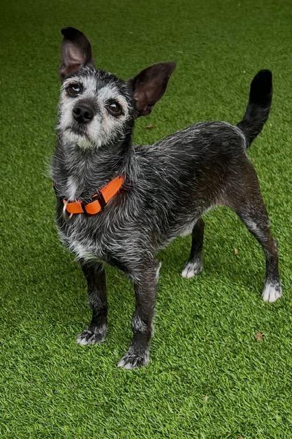 Enlarge Pepper, an adopted mixed breed in Gardiner, NY image 2/3