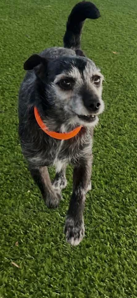 Enlarge Pepper, an adopted mixed breed in Gardiner, NY image 3/3