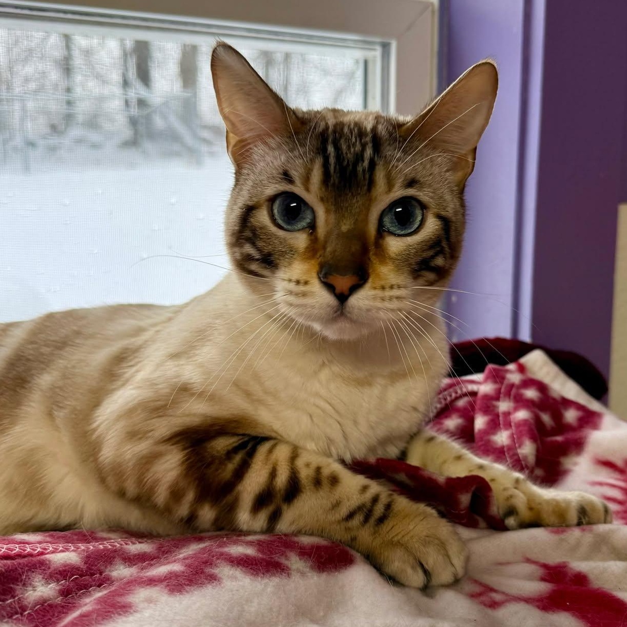 Enlarge Benny, a ADOPTABLE Bengal in Springfield, VT image 1/3
