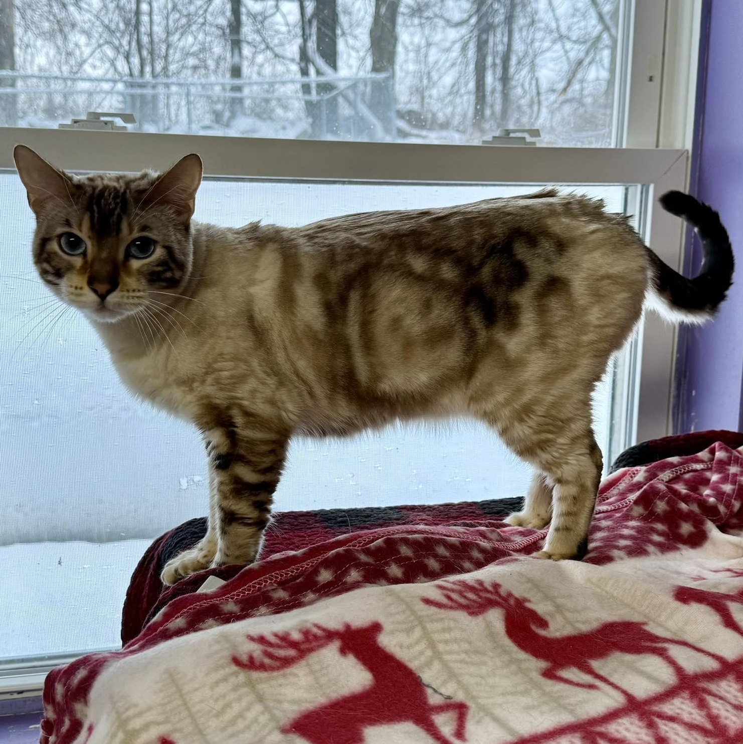 Enlarge Benny, a ADOPTABLE Bengal in Springfield, VT image 3/3