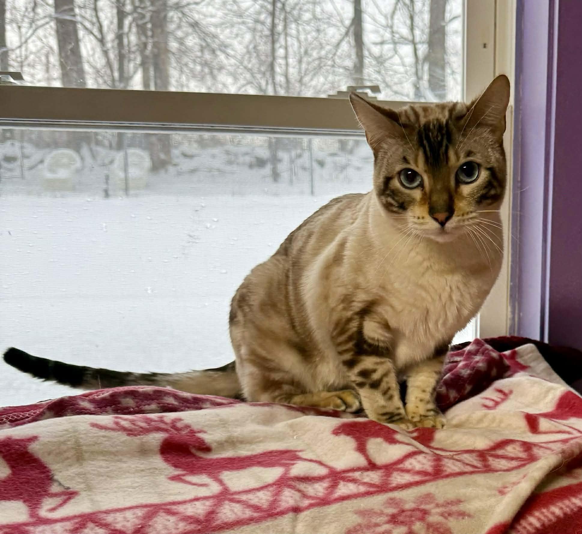 Enlarge Benny, a ADOPTABLE Bengal in Springfield, VT image 2/3