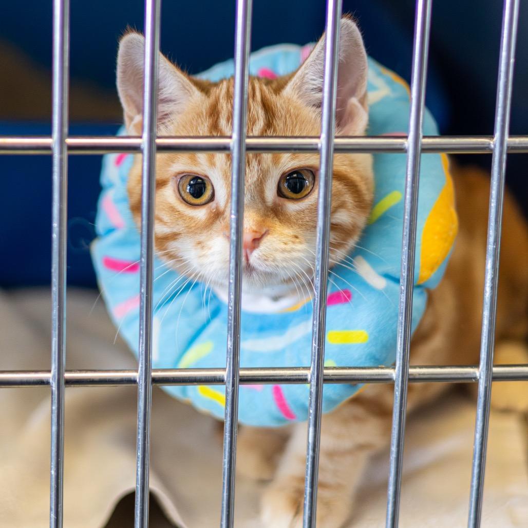 Mario (bonded with Louise) — thumbnail 2