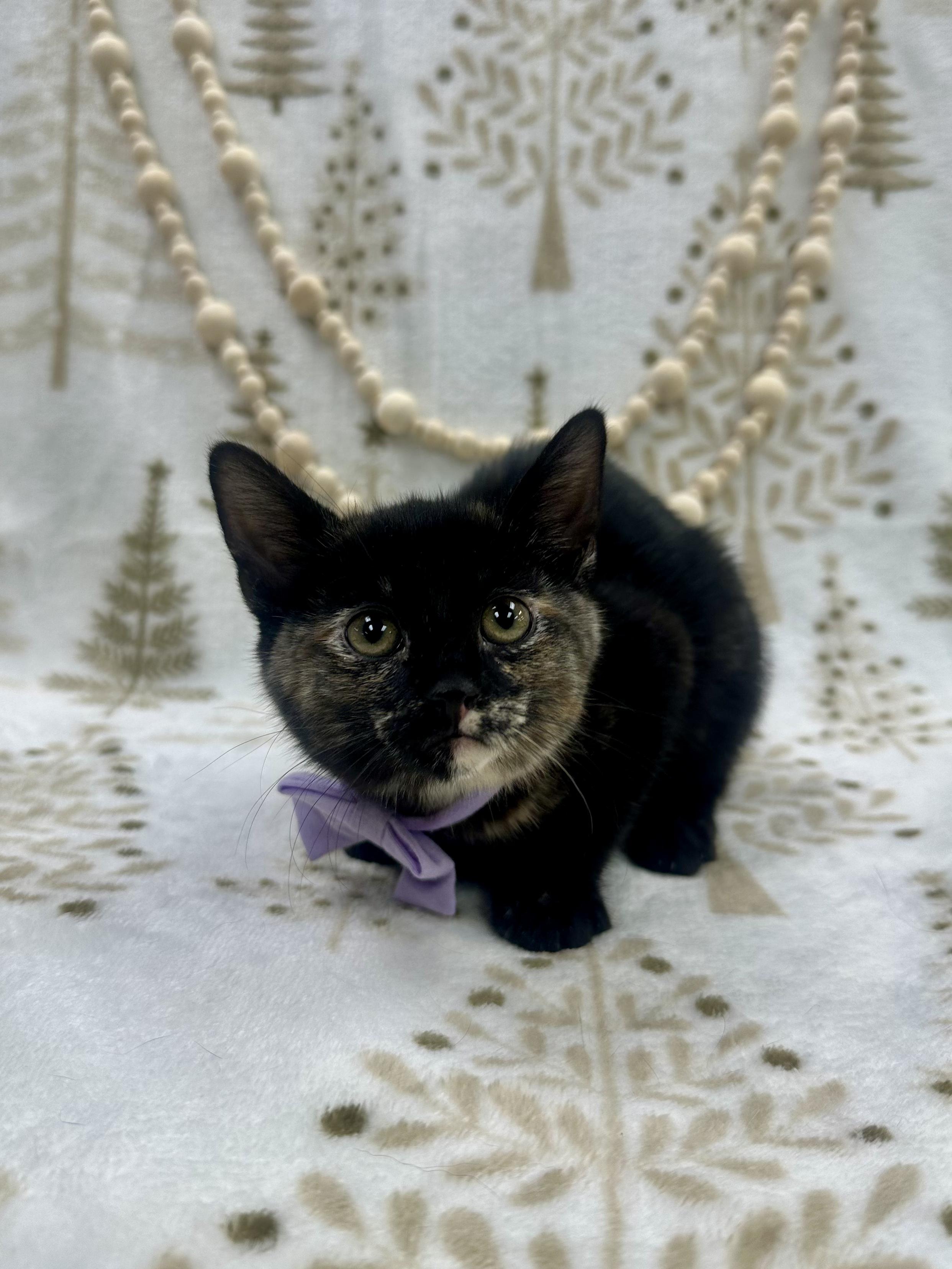 Willow, ADOPTABLE, Kitten Female Domestic Short Hair.