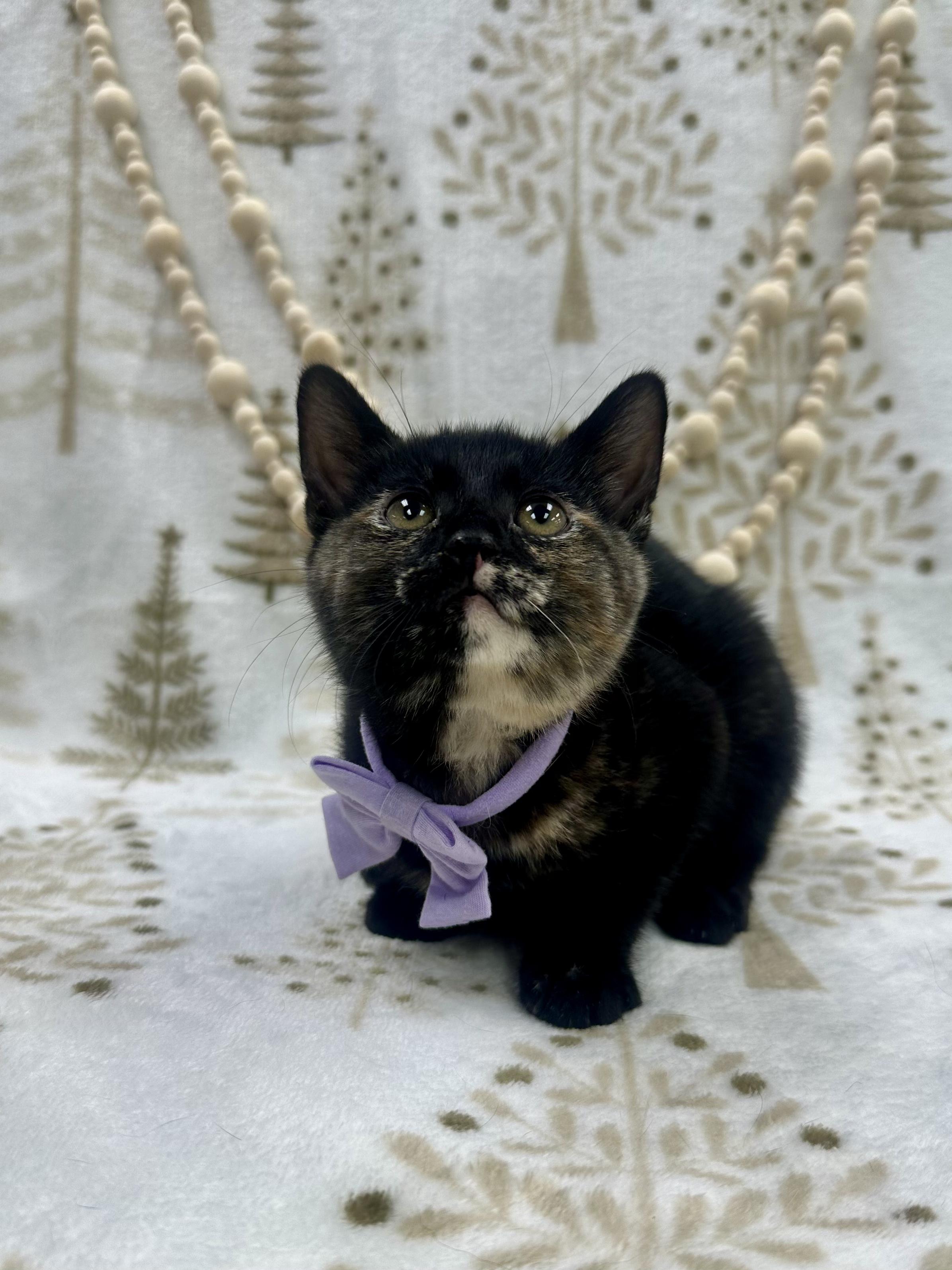 Enlarge Willow, a ADOPTABLE Domestic Short Hair in Columbus, OH image 2/6