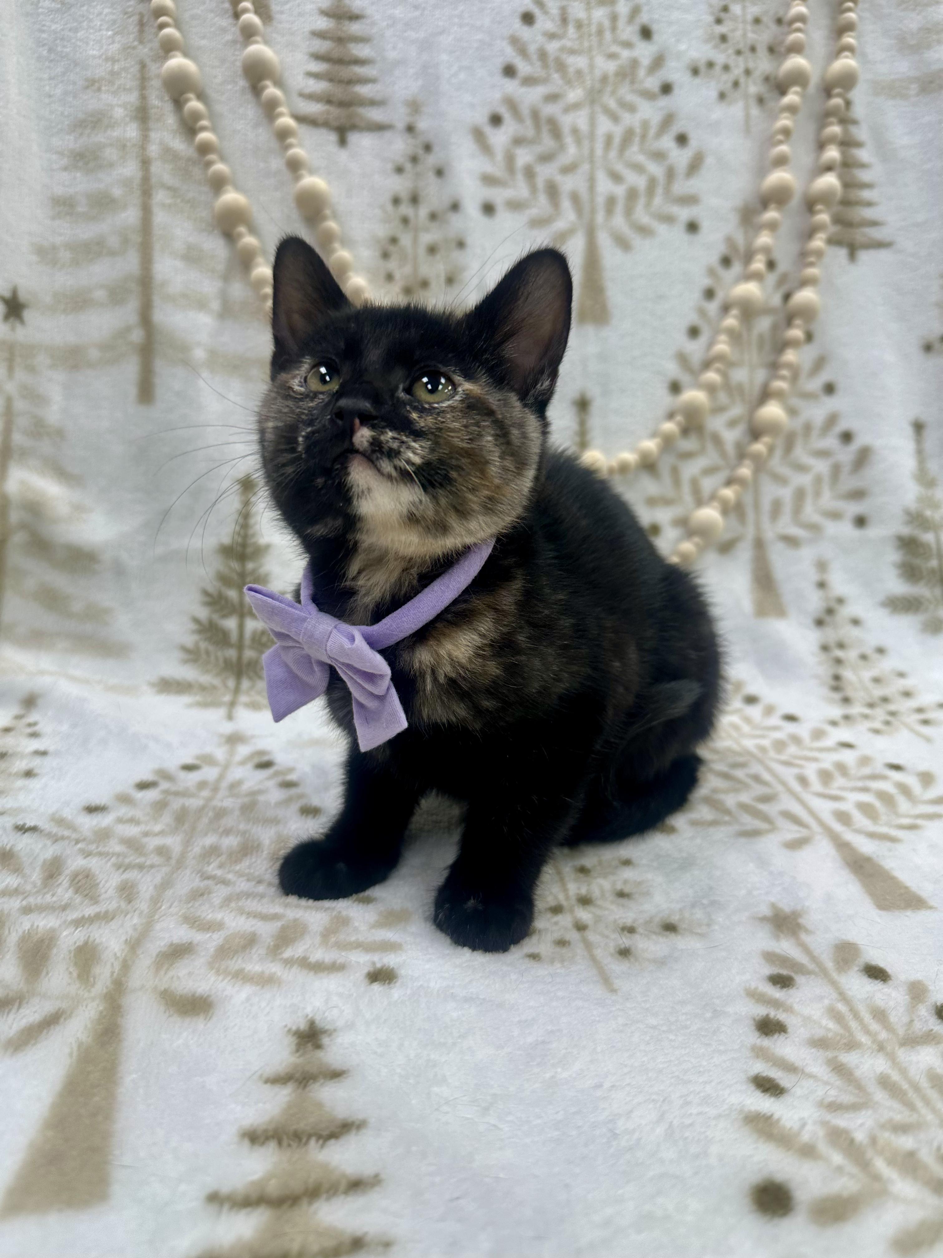 Enlarge Willow, a ADOPTABLE Domestic Short Hair in Columbus, OH image 3/6