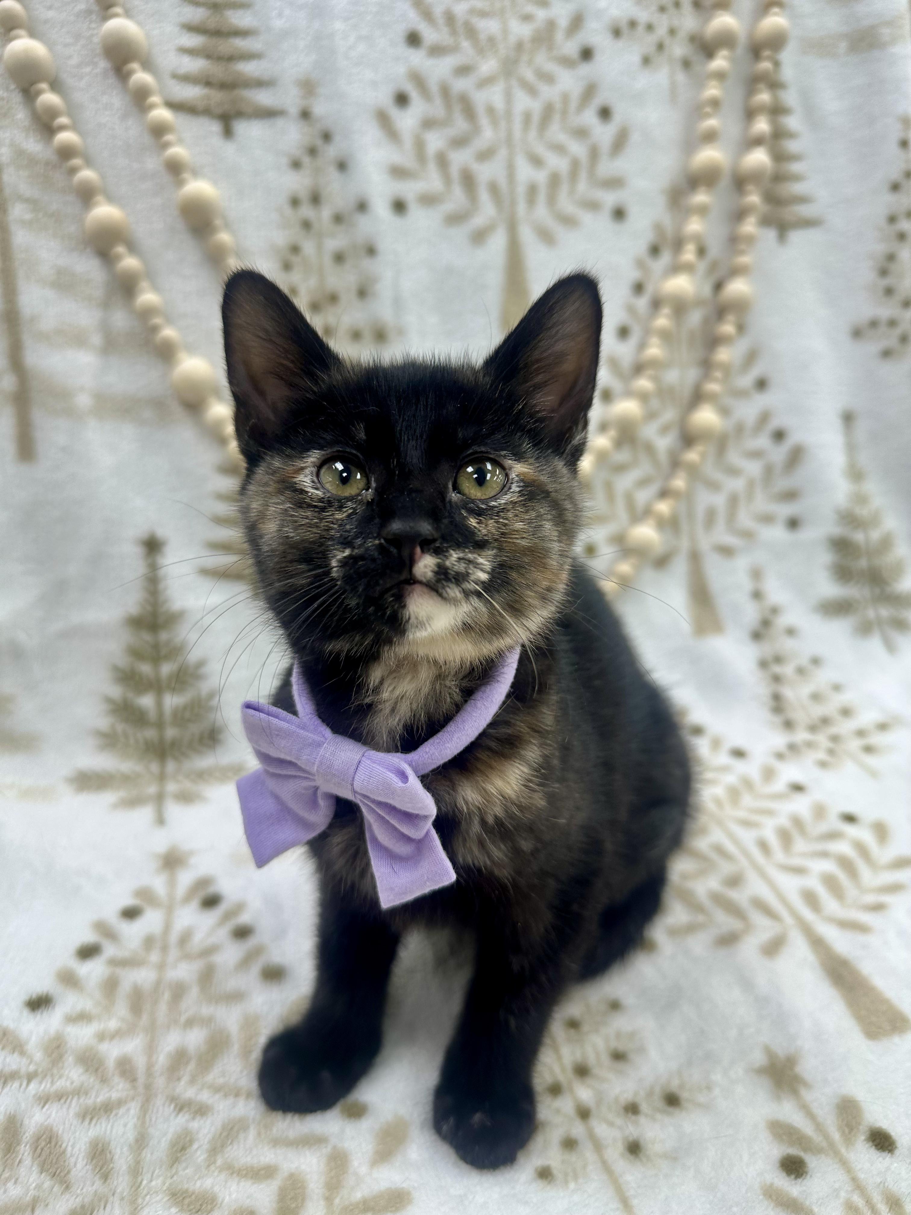 Enlarge Willow, a ADOPTABLE Domestic Short Hair in Columbus, OH image 4/6