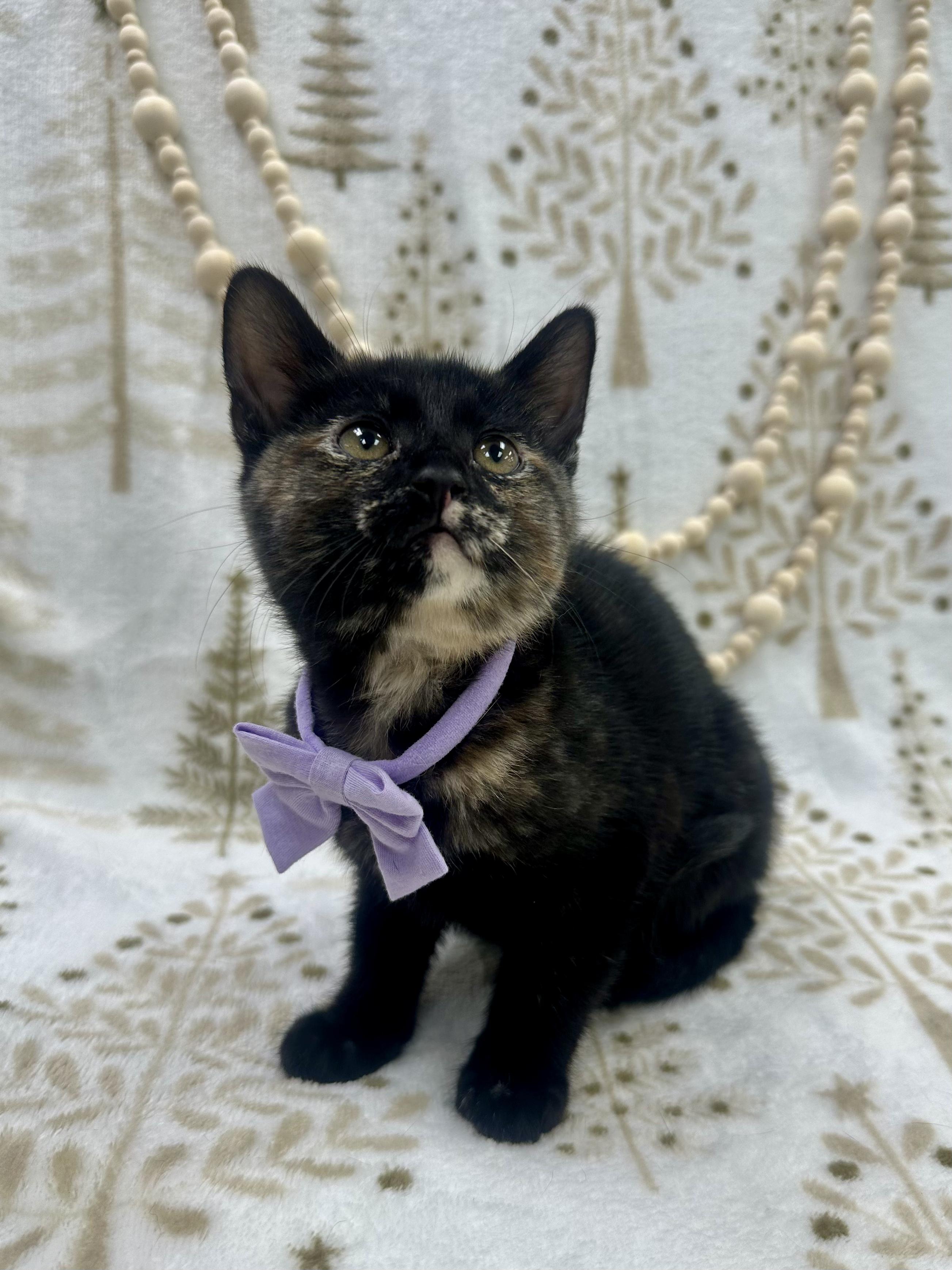 Enlarge Willow, a ADOPTABLE Domestic Short Hair in Columbus, OH image 5/6