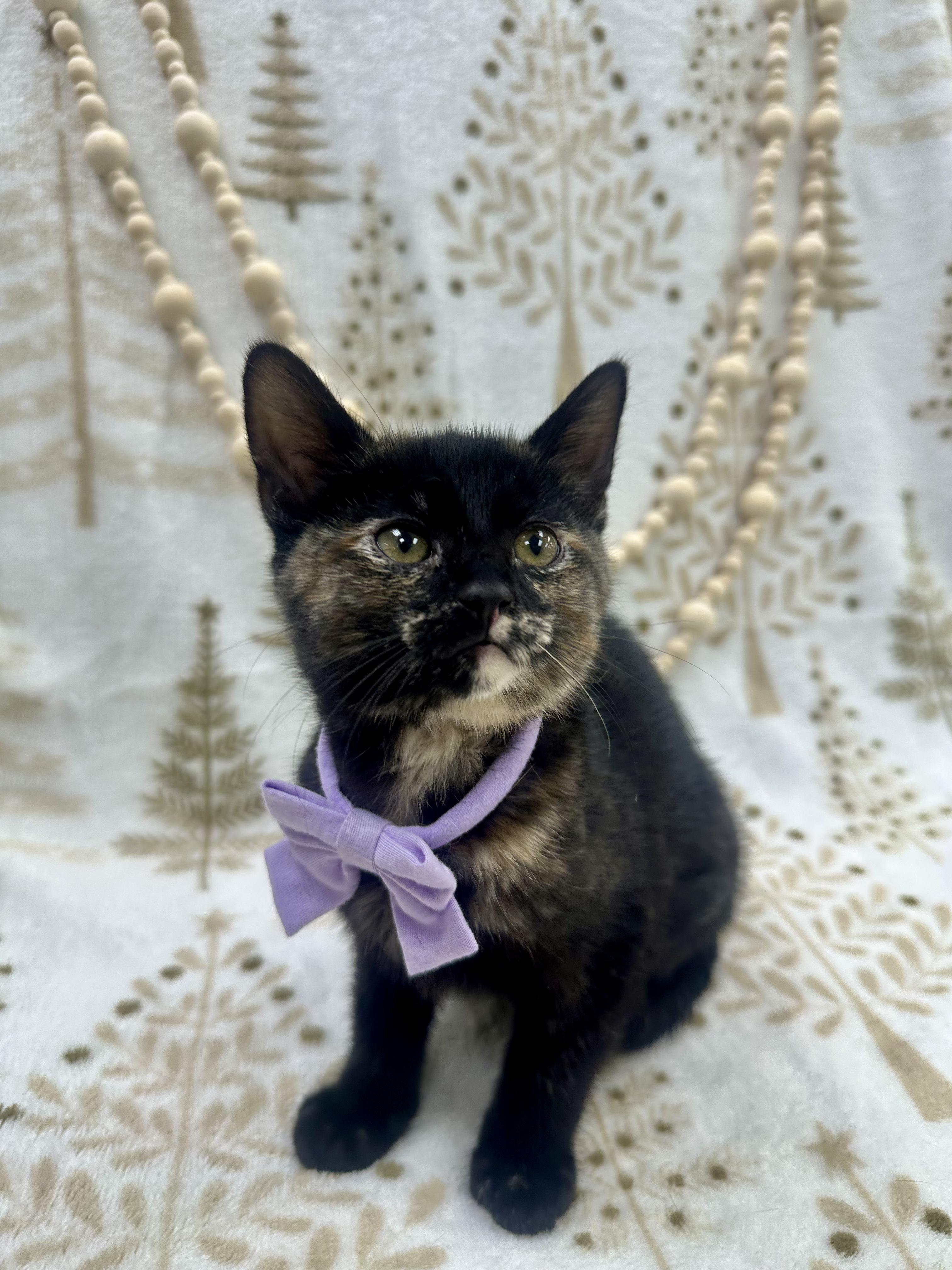 Enlarge Willow, a ADOPTABLE Domestic Short Hair in Columbus, OH image 6/6