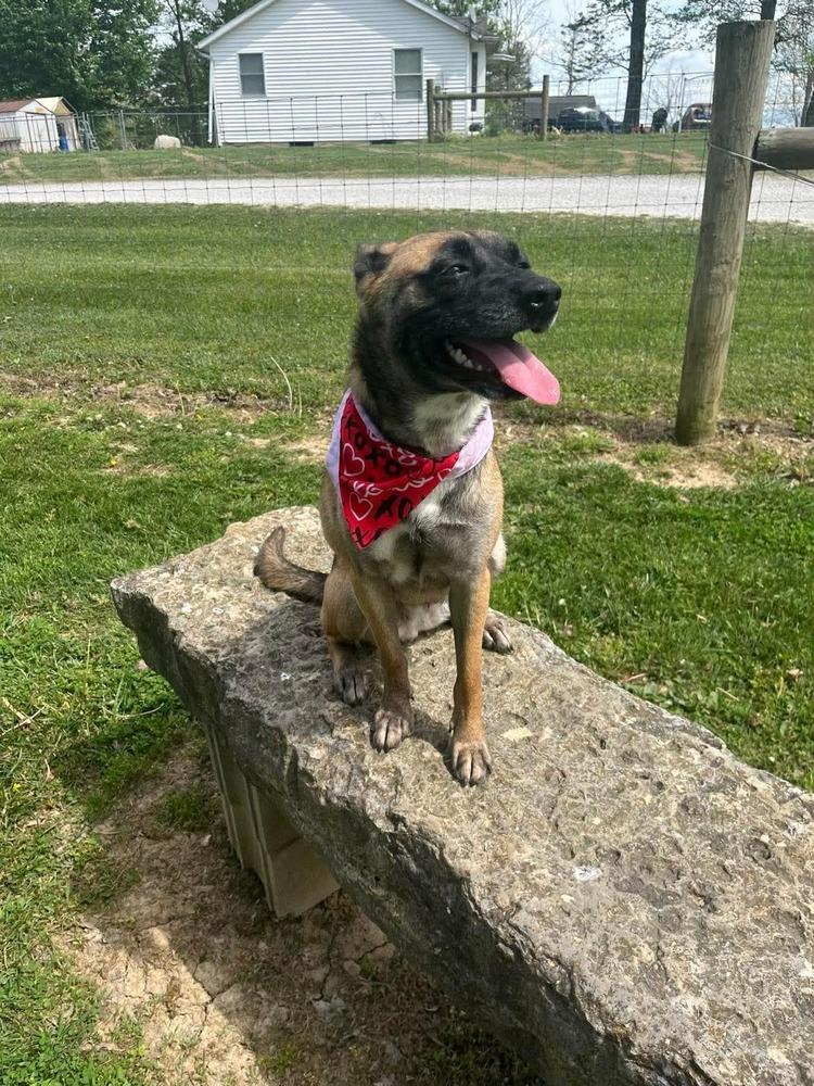 Izzy, a Adoptable mixed breed in Osgood, IN image 3/6