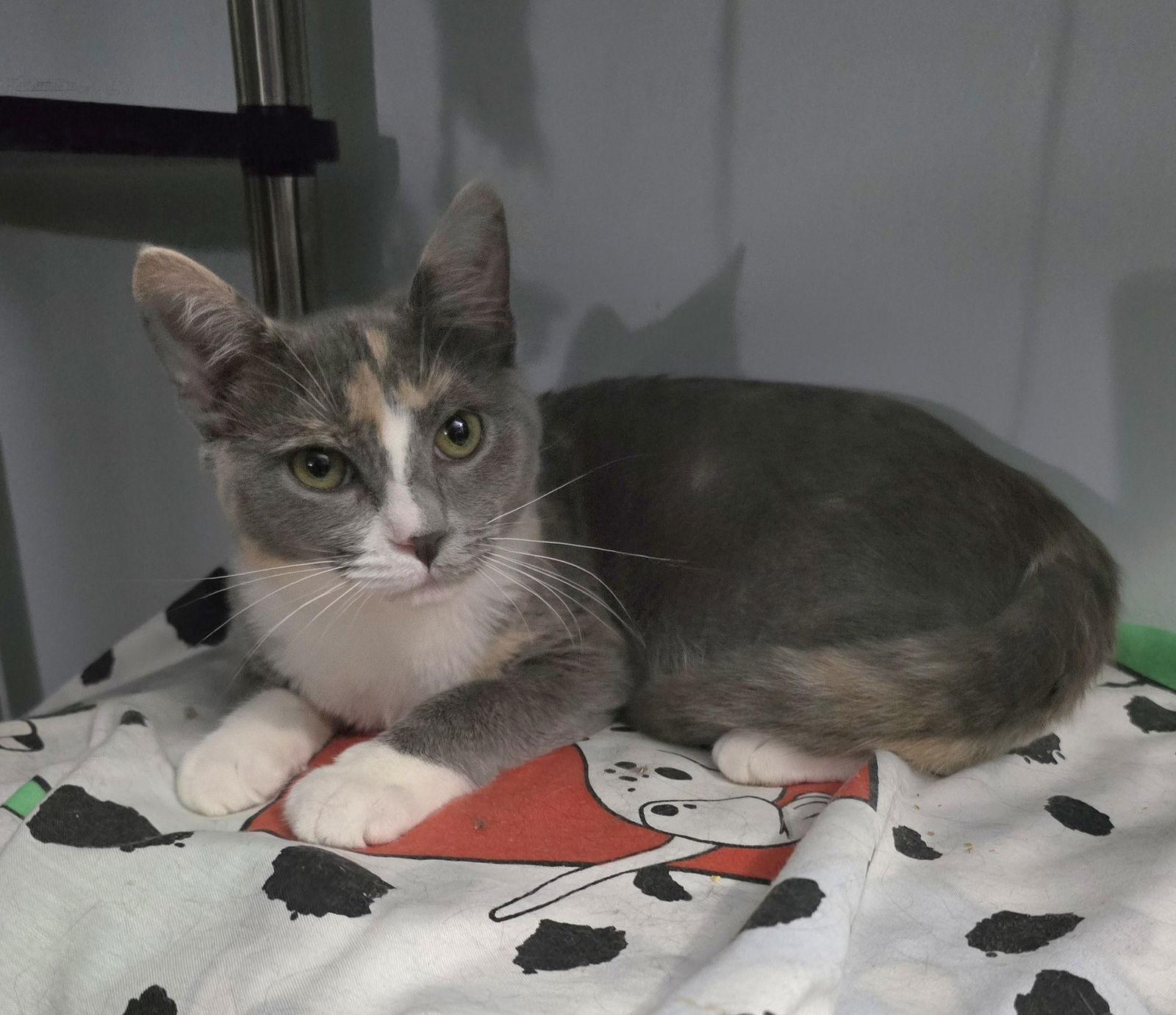 Delilah, Adoptable, Adult Female Domestic Short Hair.