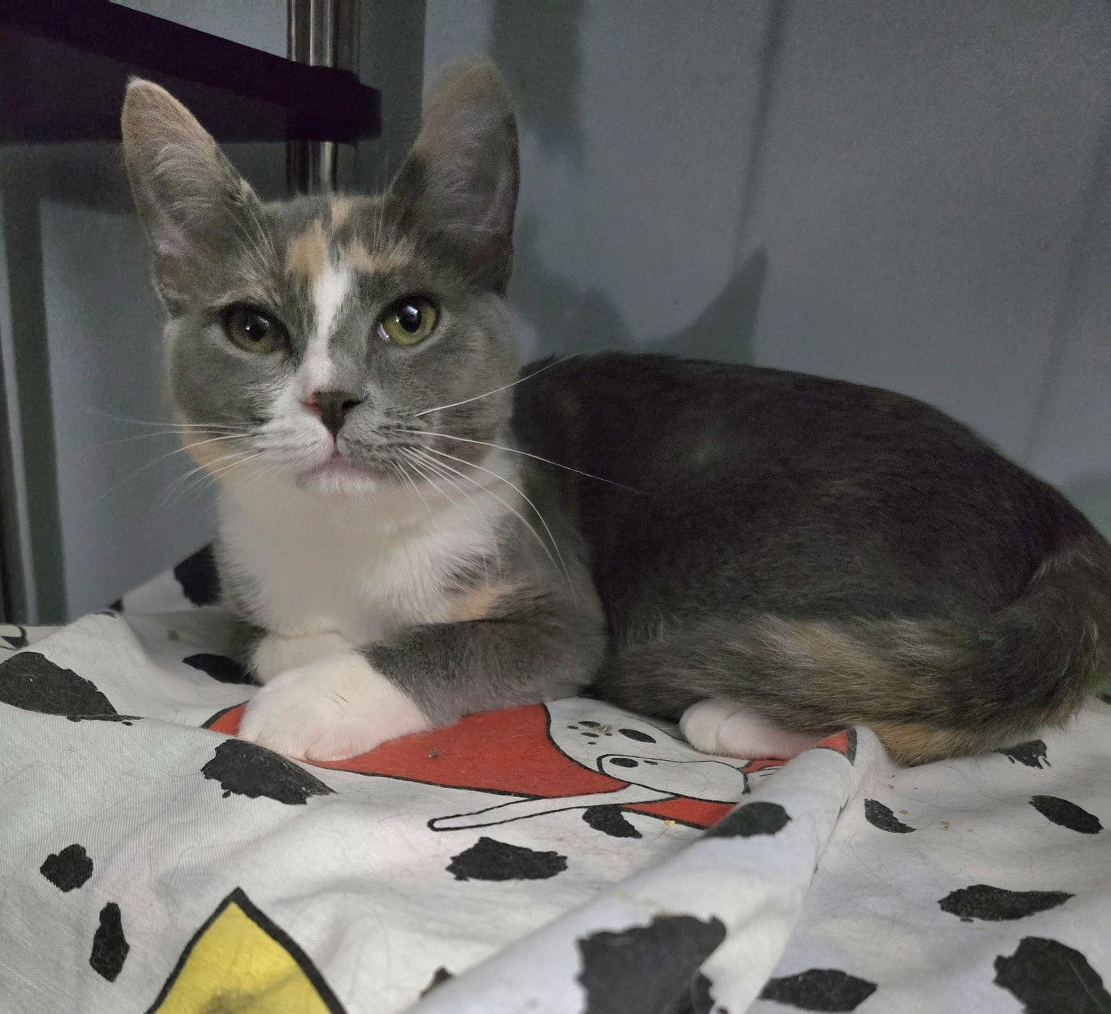 Delilah, a Adoptable Domestic Short Hair in Trenton, NJ image 1/3