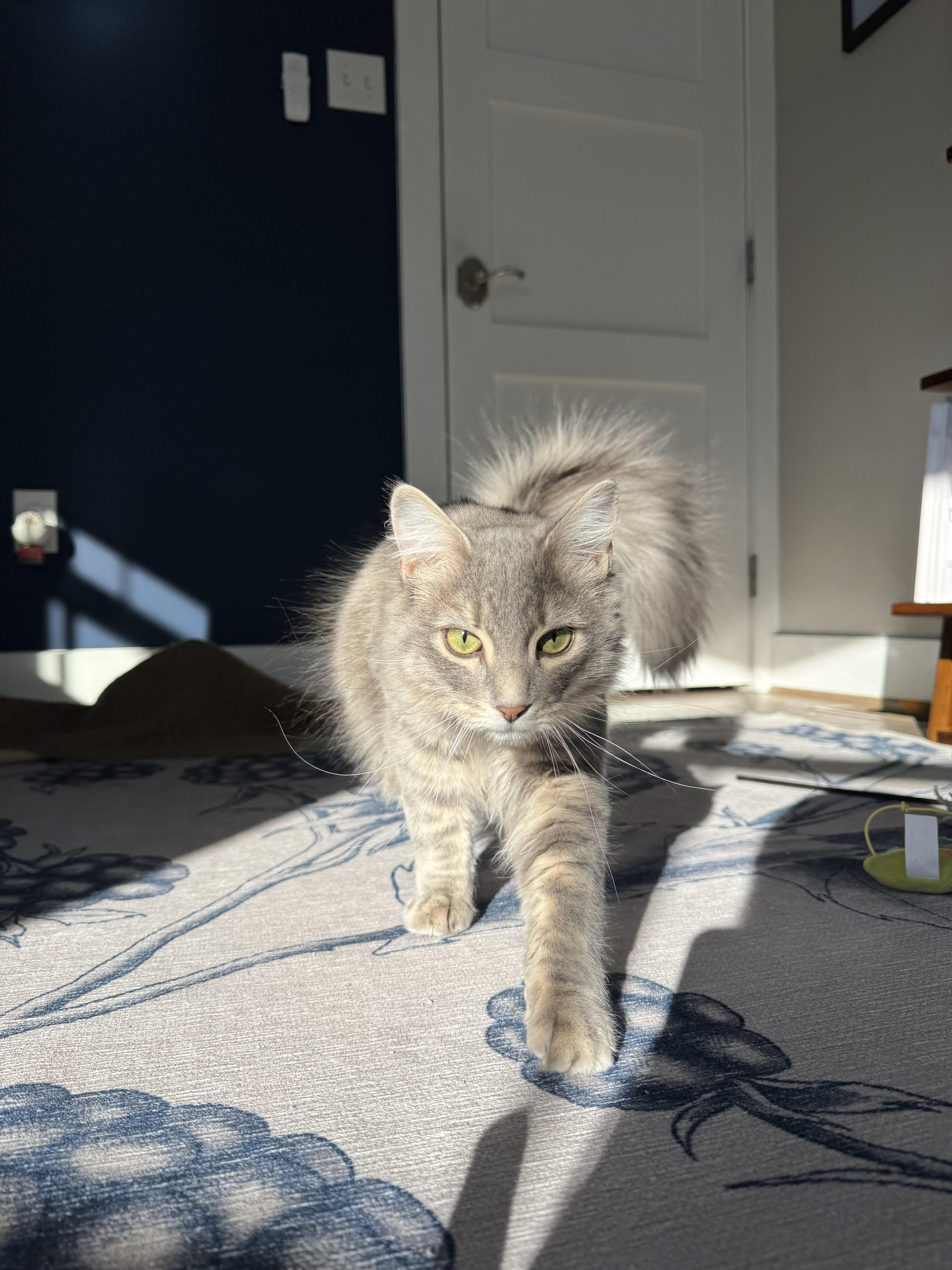 Smokey-Our Handsome Fluffball KItten, an adopted Domestic Medium Hair in Laurel, MD image 4/6