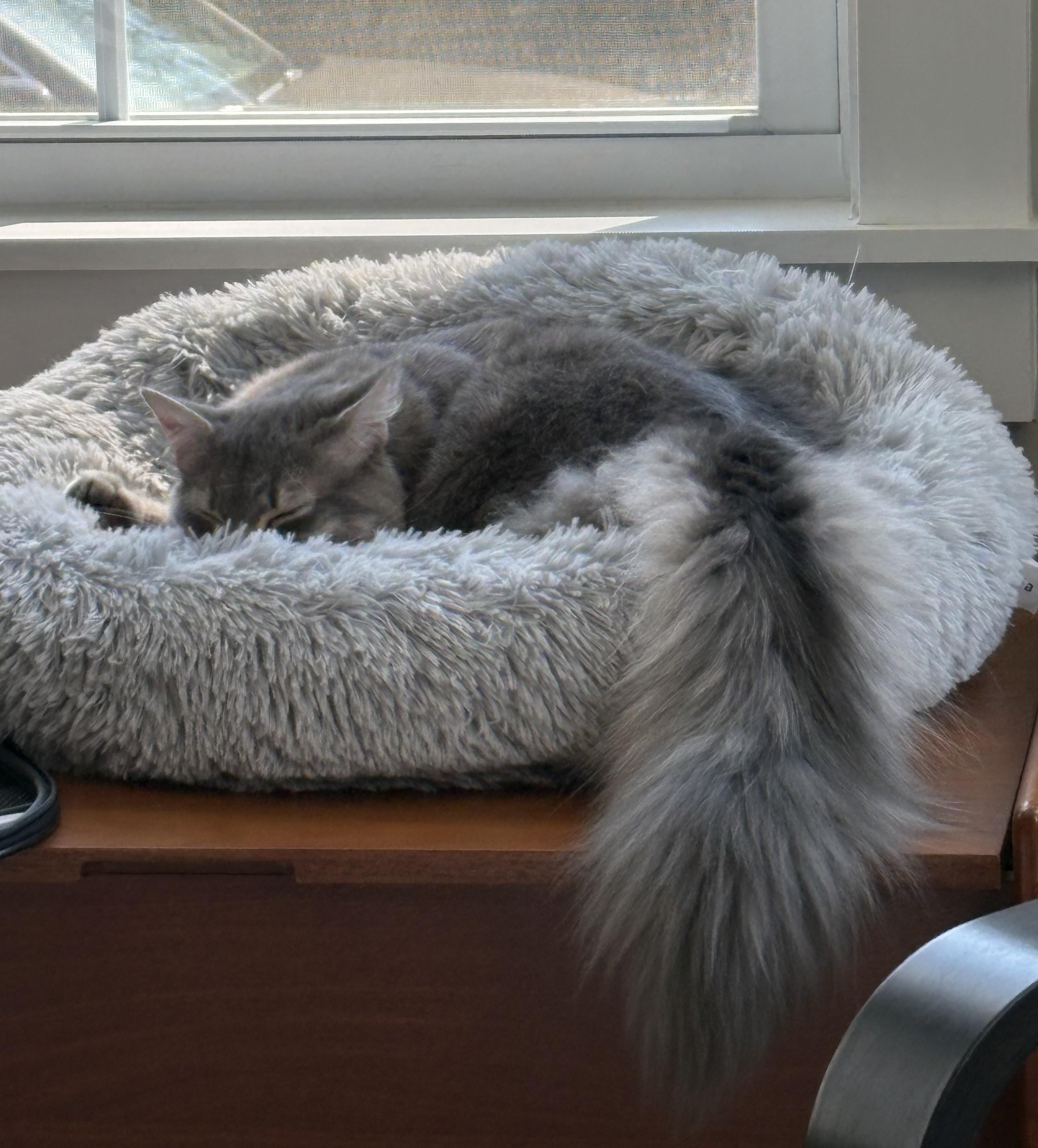 Smokey-Our Handsome Fluffball KItten, an adopted Domestic Medium Hair in Laurel, MD image 5/6