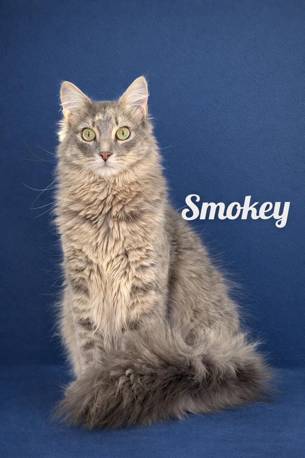 Smokey-Our Handsome Fluffball KItten, an adopted Domestic Medium Hair in Laurel, MD image 1/6