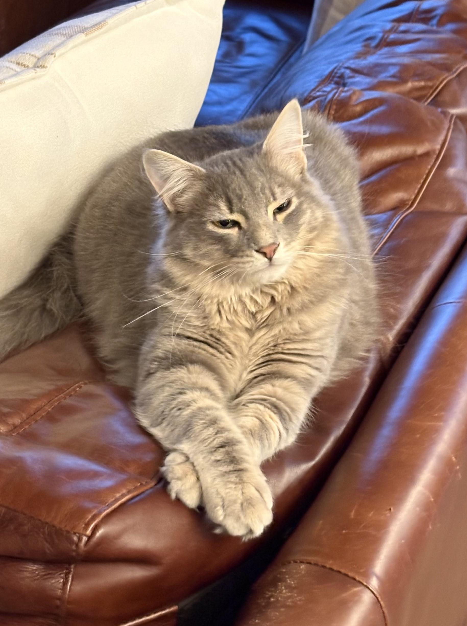 Smokey-Our Handsome Fluffball KItten, an adopted Domestic Medium Hair in Laurel, MD image 6/6