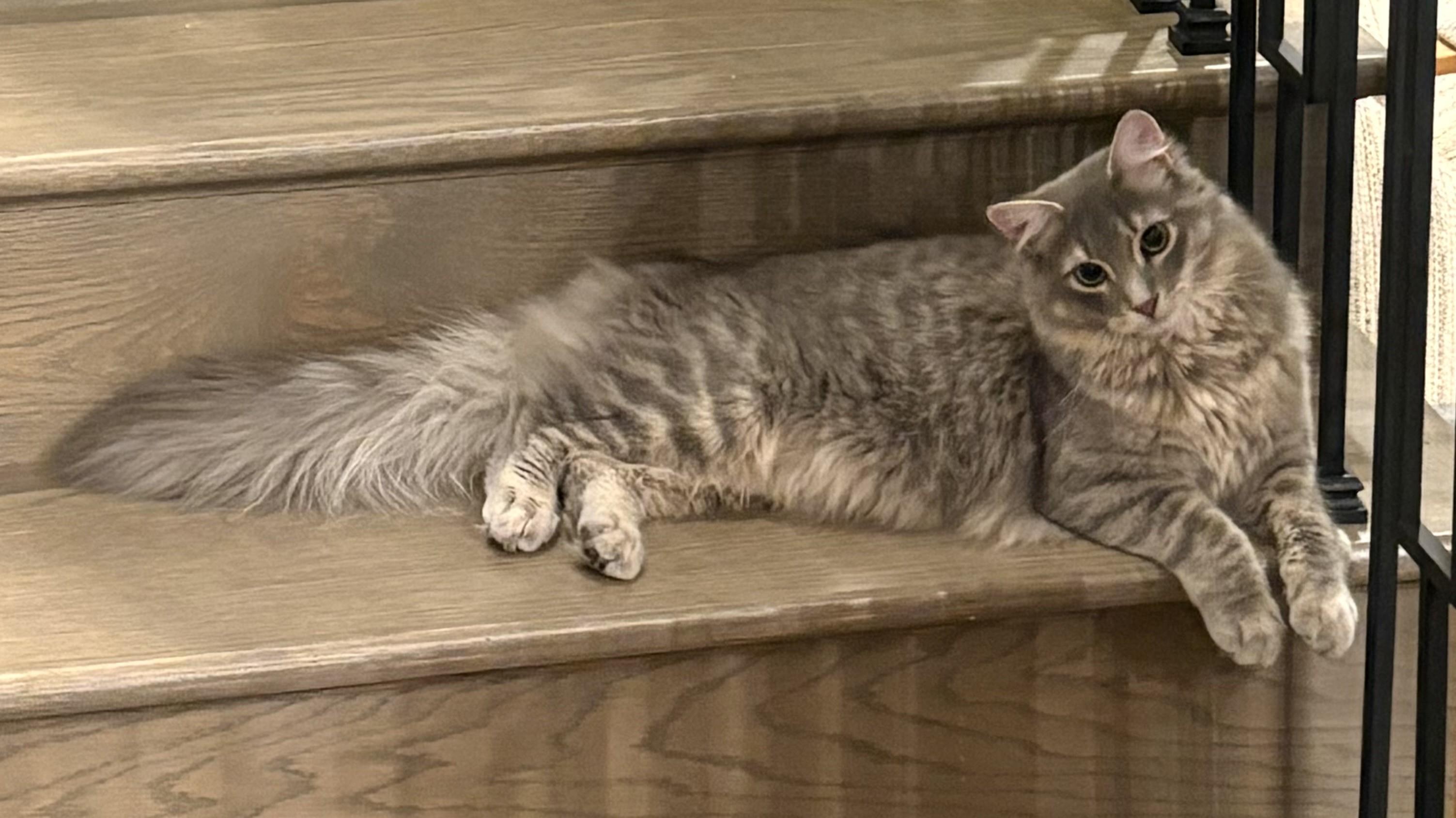 Smokey-Our Handsome Fluffball KItten, an adopted Domestic Medium Hair in Laurel, MD image 2/6