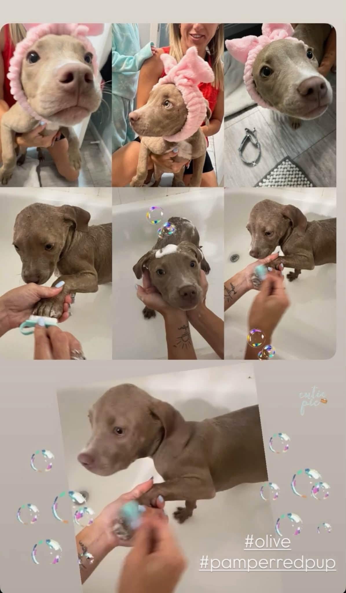 Olive, an adopted mixed breed in Painesville, OH image 2/2