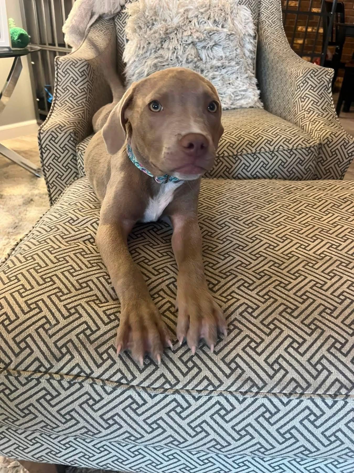 Olive, adopted, Puppy Female Terrier.
