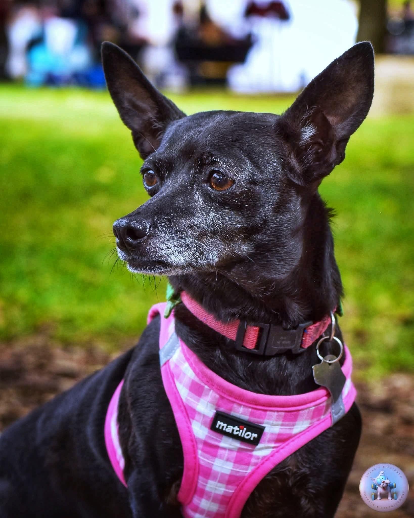 BB, Adoptable, Adult Female Chihuahua.