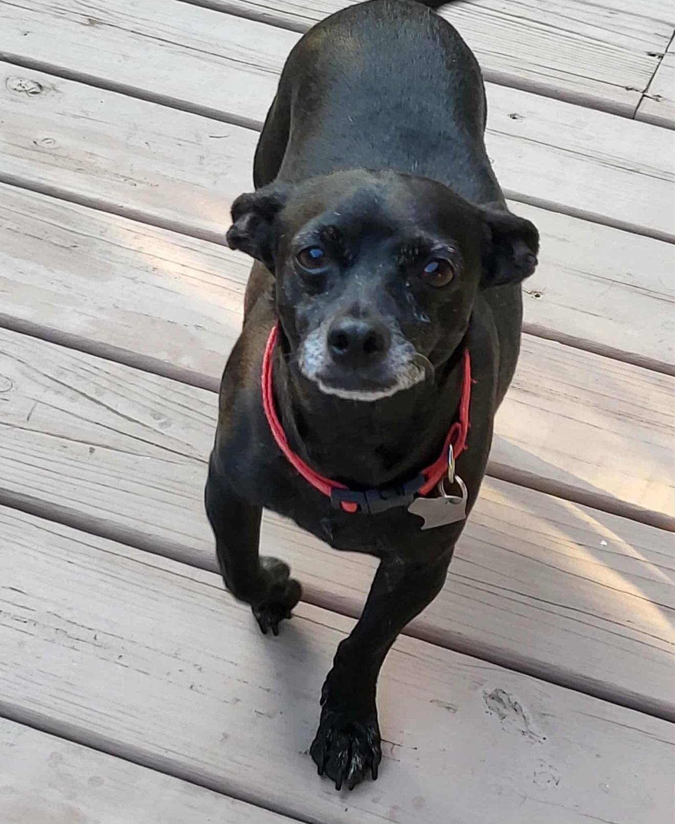 Enlarge BB, a Adoptable mixed breed in Milton, FL image 4/4