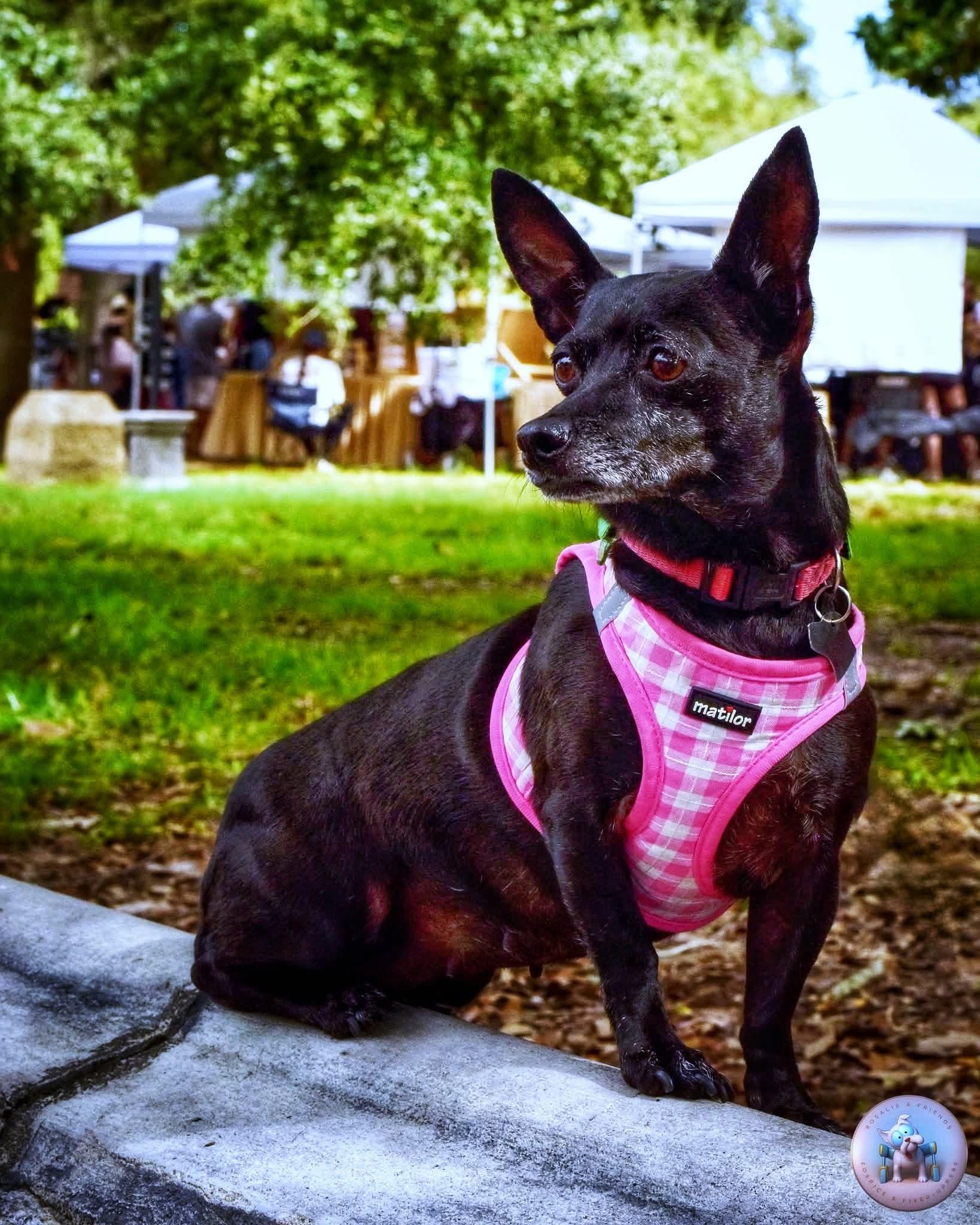 Enlarge BB, a Adoptable mixed breed in Milton, FL image 2/4