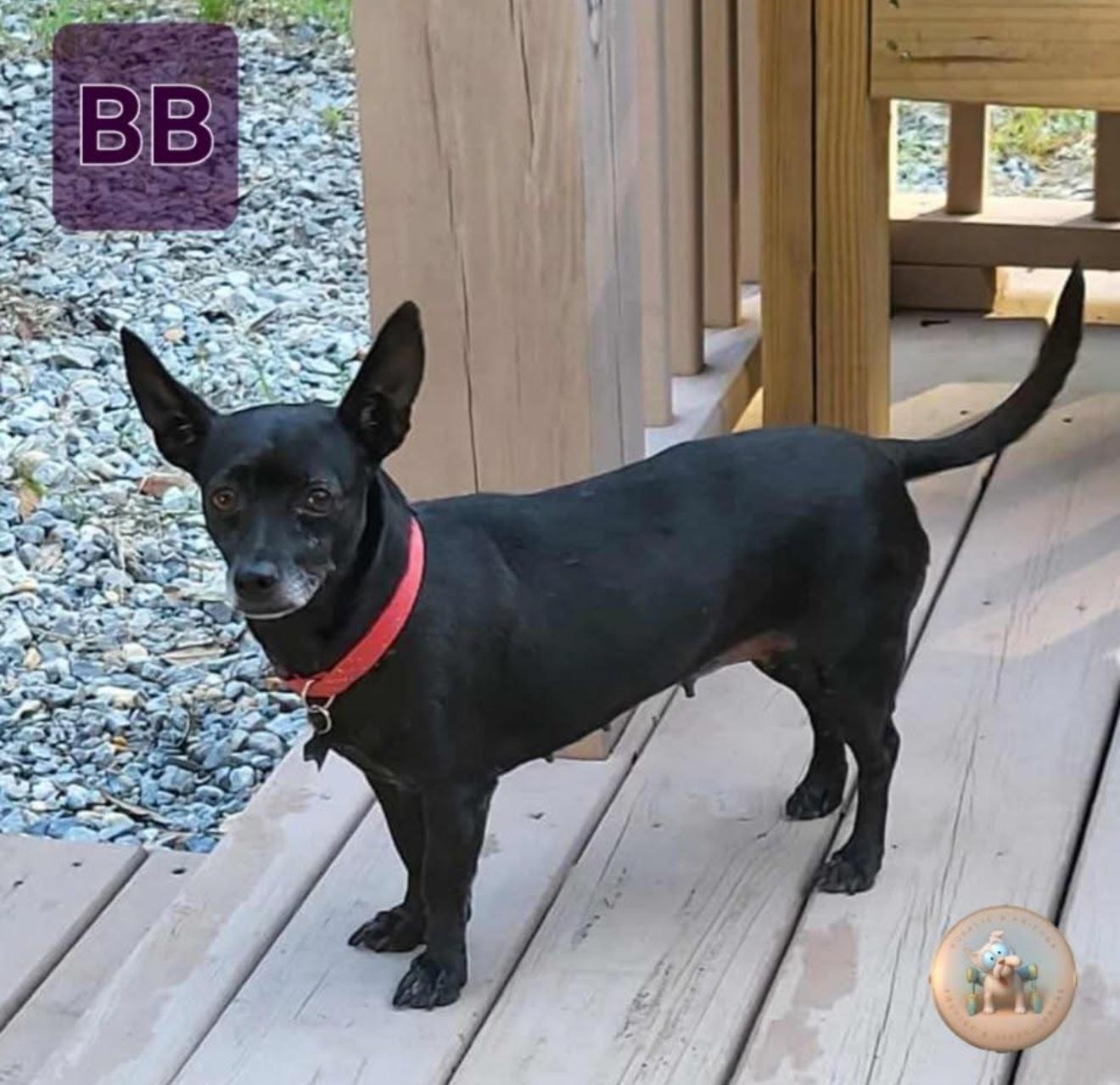 Enlarge BB, a Adoptable mixed breed in Milton, FL image 3/4