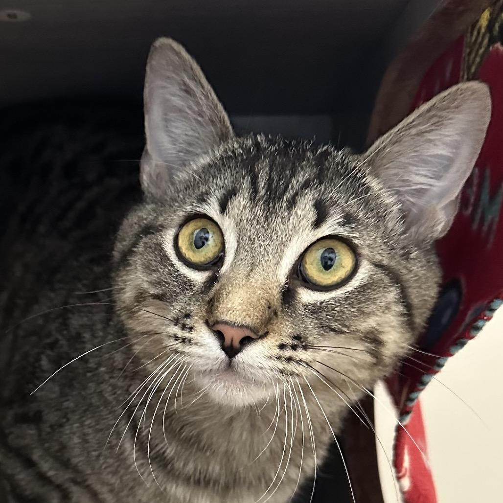 Biscoff — thumbnail 3