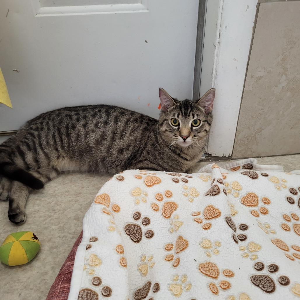 Biscoff — thumbnail 4