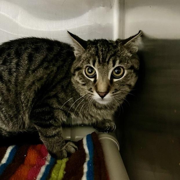 Biscoff — thumbnail 5