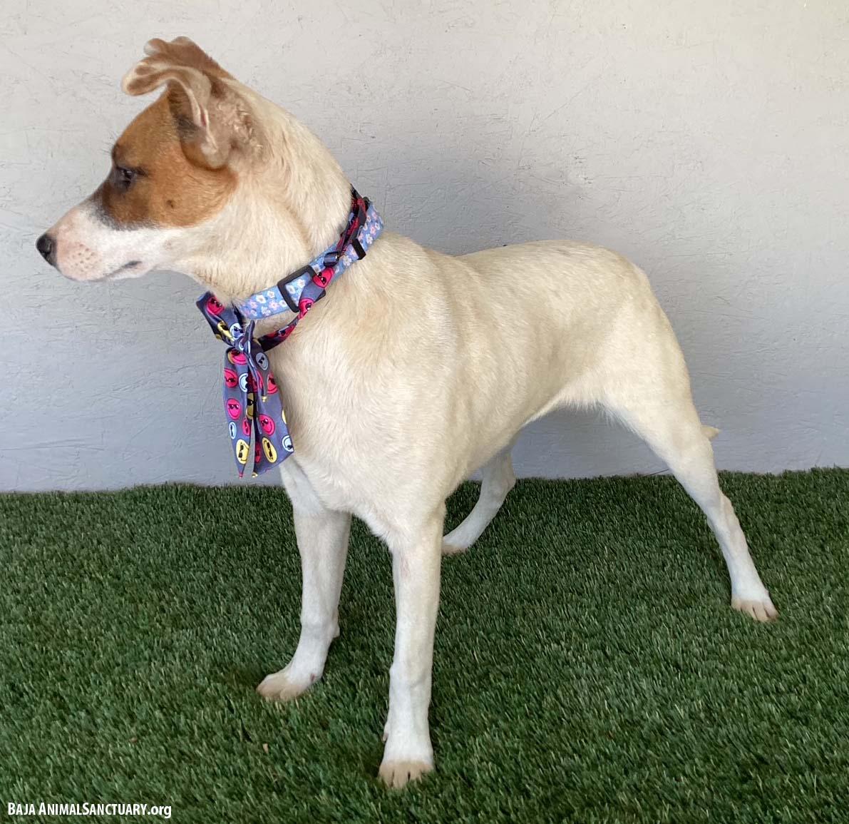 Jolie, a Adoptable mixed breed in San Diego, CA image 2/3