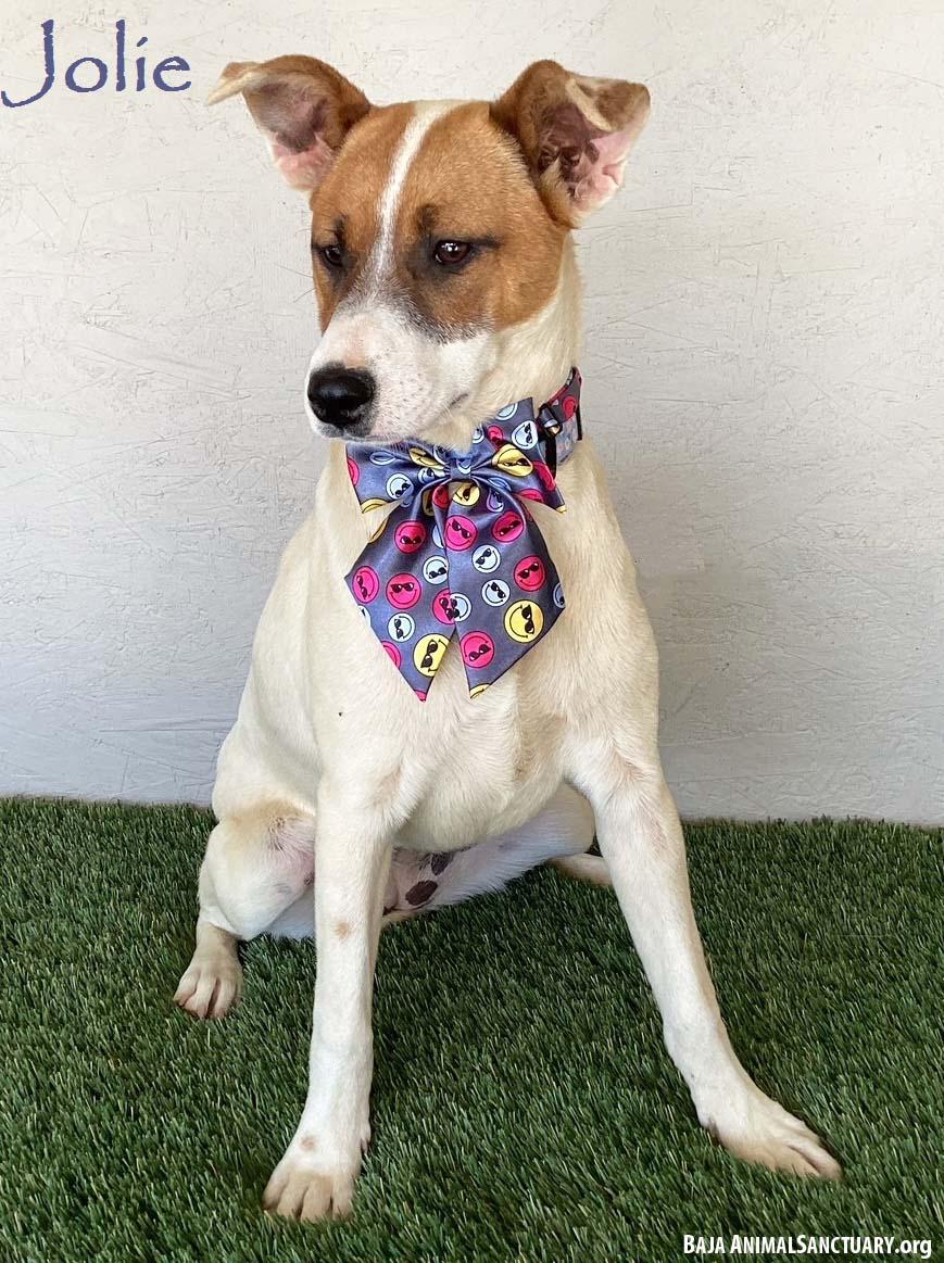 Jolie, a Adoptable mixed breed in San Diego, CA image 1/3