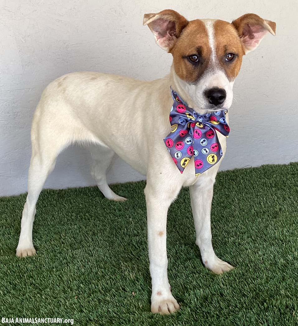 Jolie, a Adoptable mixed breed in San Diego, CA image 3/3