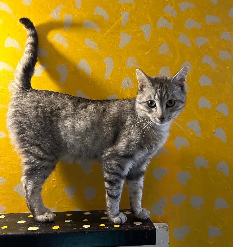 Bender, a Adoptable Domestic Short Hair in Springfield, IL image 1/6