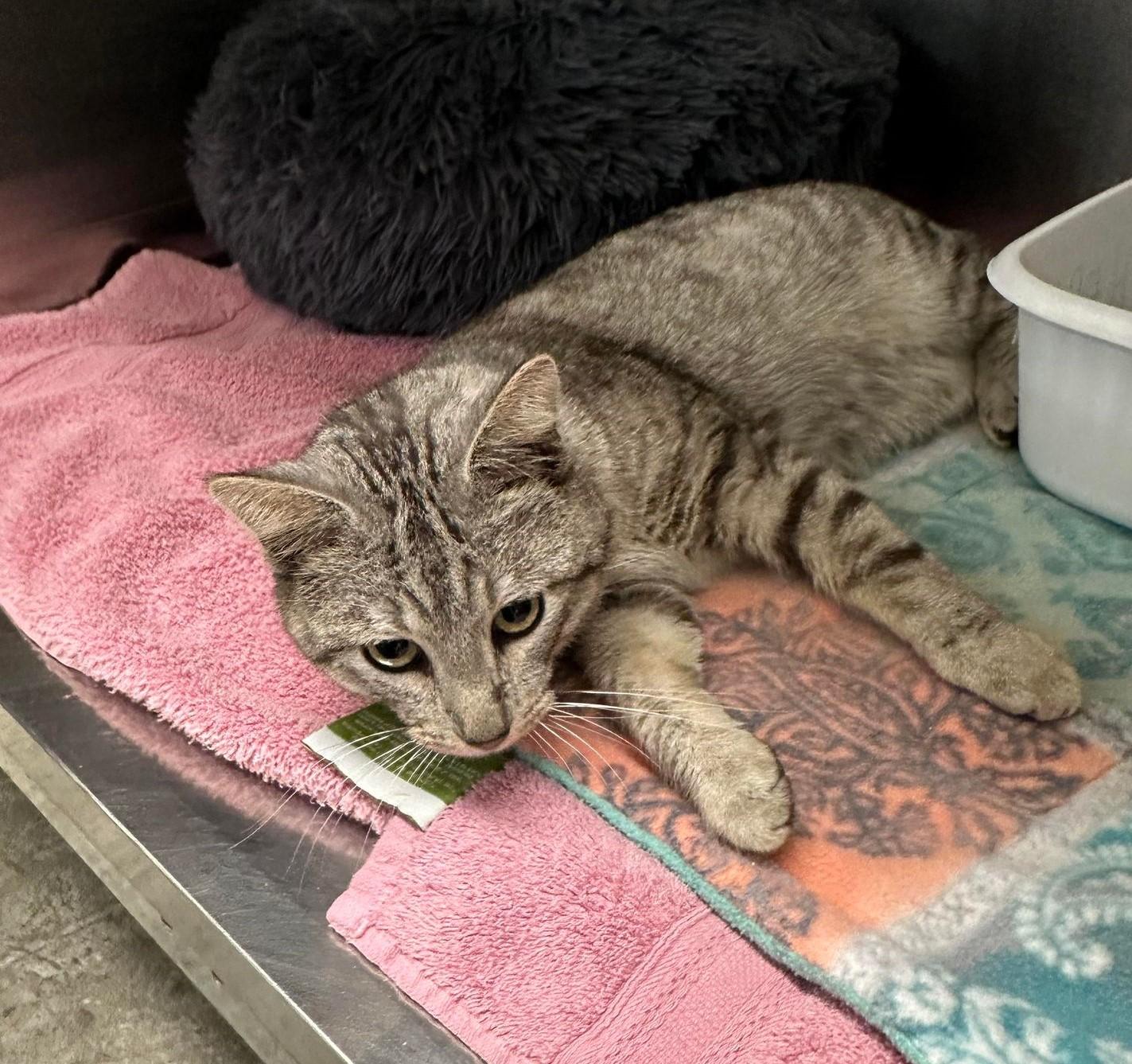 Bender, a Adoptable Domestic Short Hair in Springfield, IL image 6/6