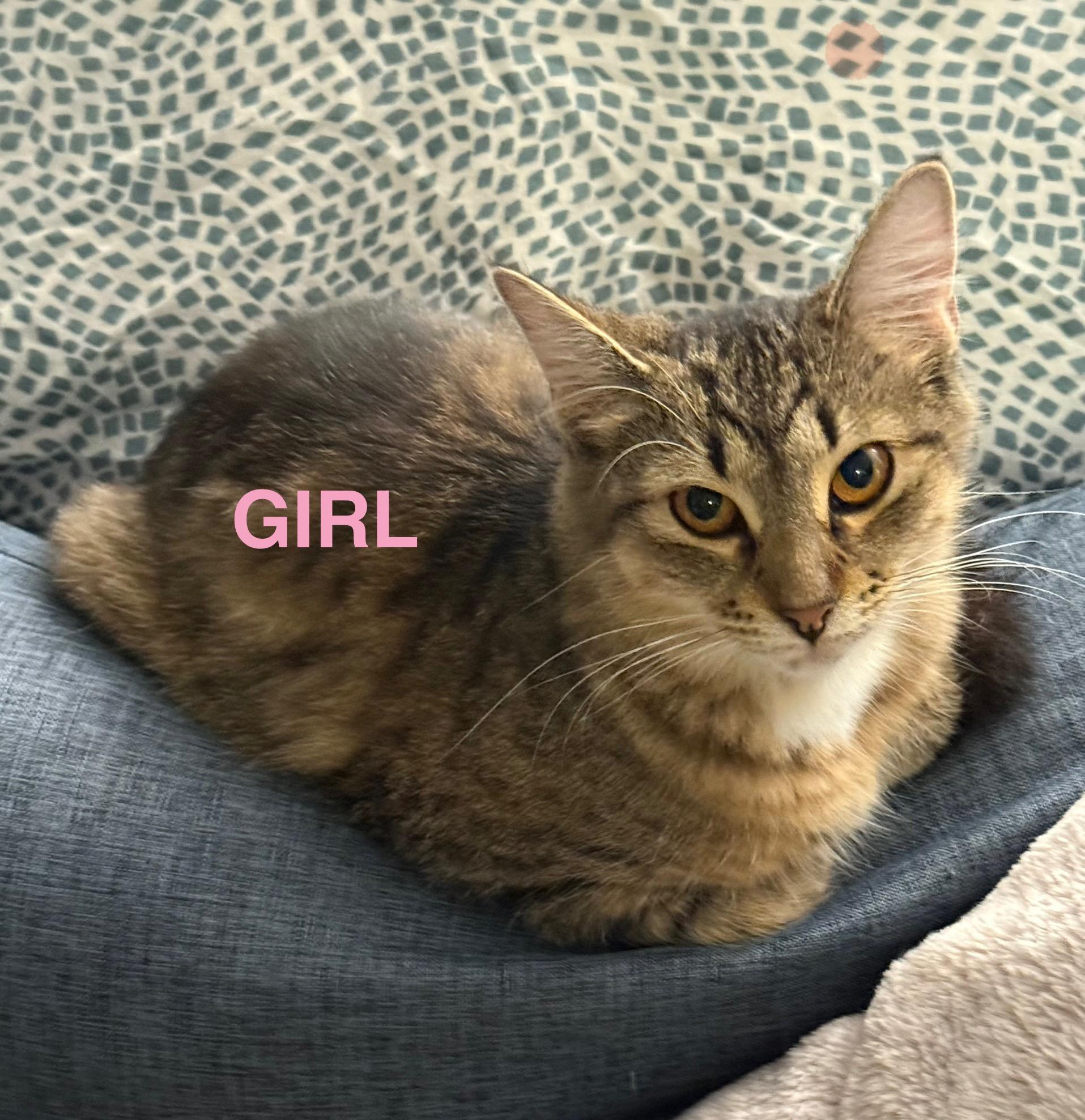 Enlarge Ashley, a Adoptable Tabby in Tustin, CA image 1/1