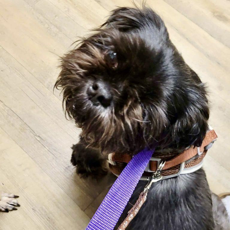 Enlarge Monsta, a Adopted Shih Tzu in Hillsborough , NC image 1/3
