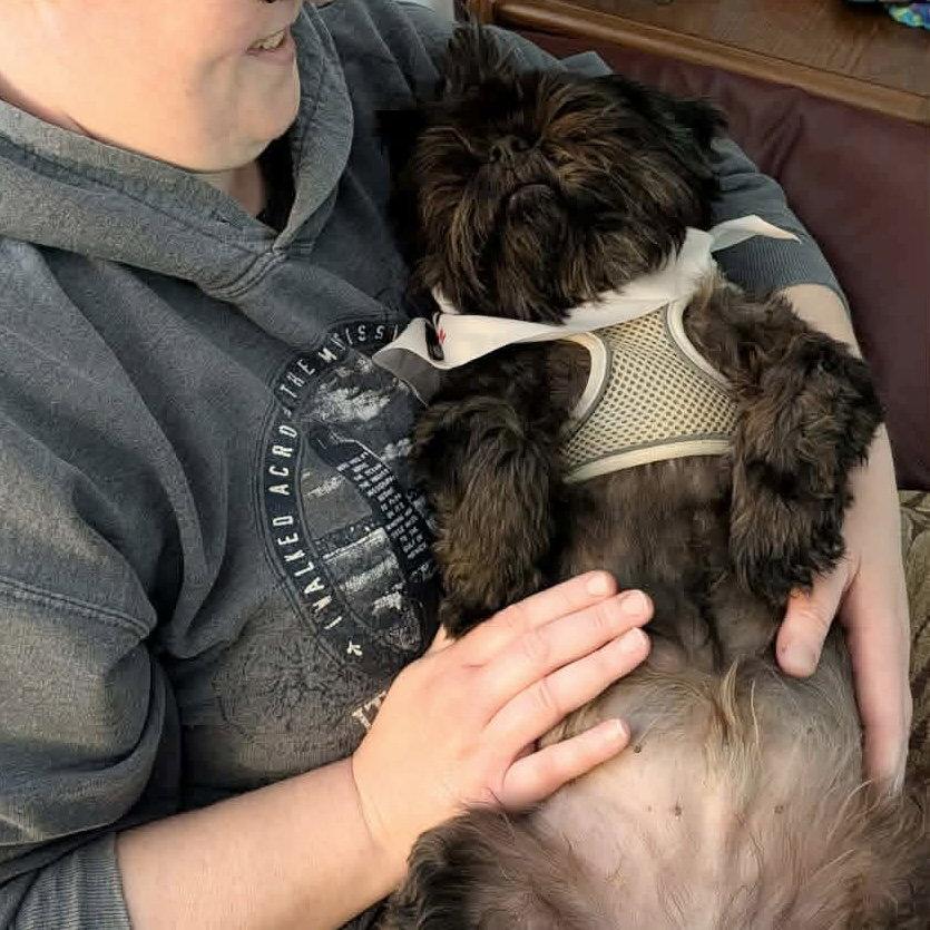 Enlarge Monsta, a Adopted Shih Tzu in Hillsborough , NC image 2/3