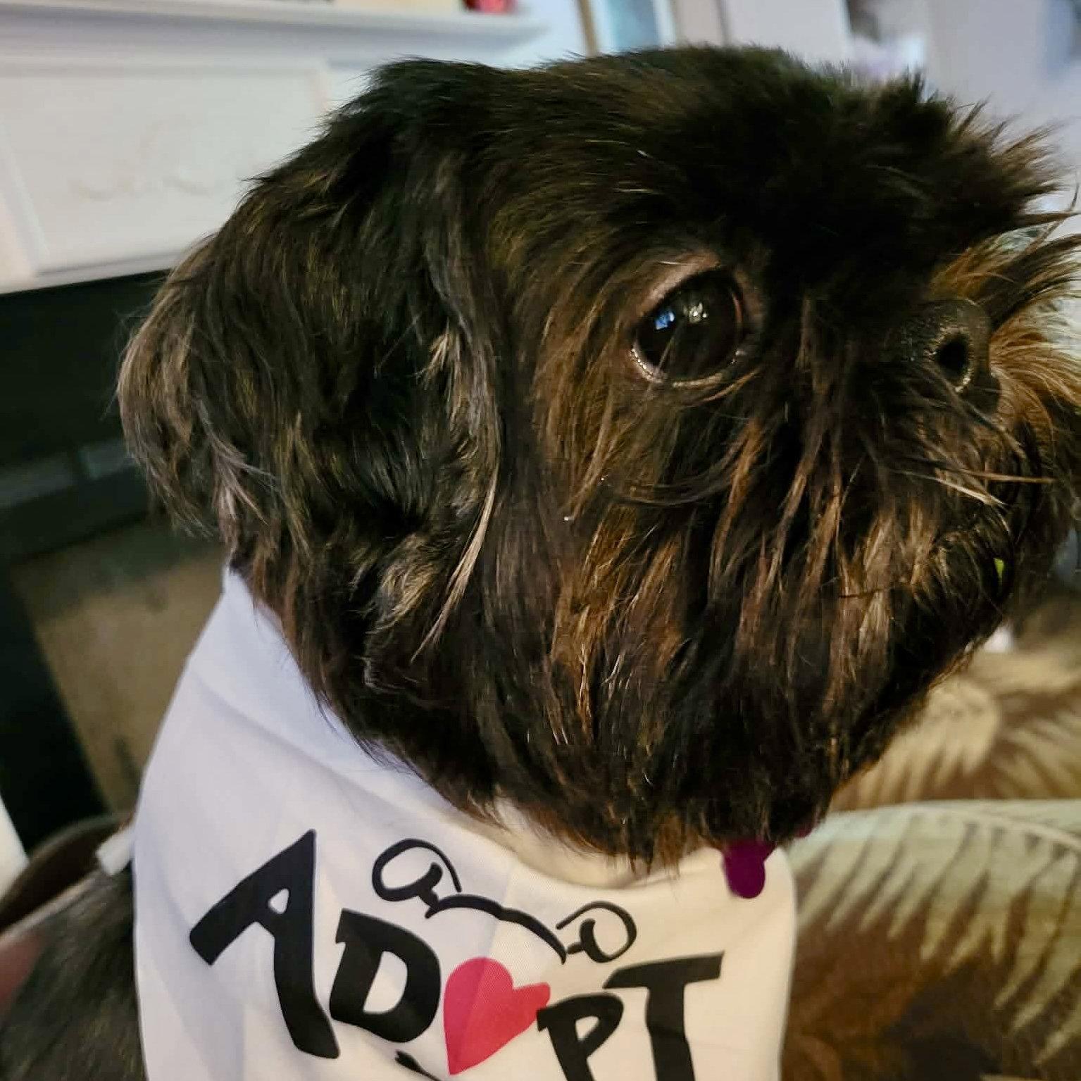 Enlarge Monsta, a Adopted Shih Tzu in Hillsborough , NC image 3/3