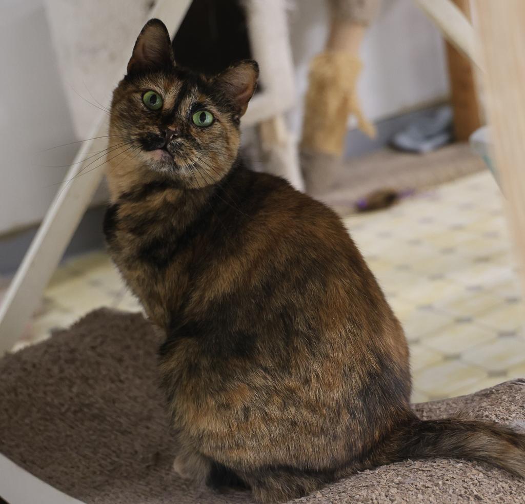 Alaina-Very Shy, a Adoptable mixed breed in Anchorage, AK image 1/6