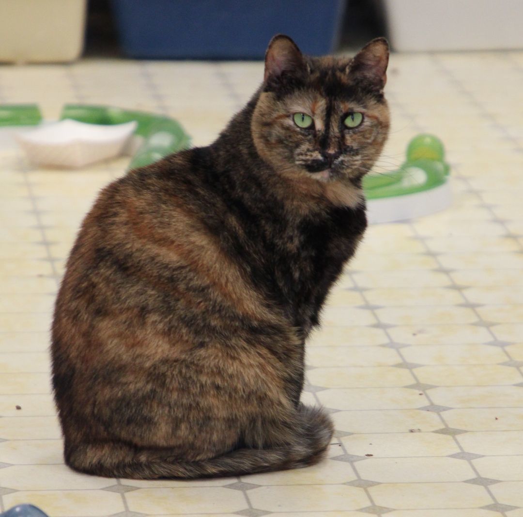 Alaina-Very Shy, a Adoptable mixed breed in Anchorage, AK image 5/6