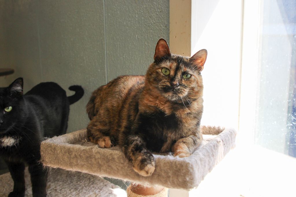 Alaina-Very Shy, a Adoptable mixed breed in Anchorage, AK image 4/6