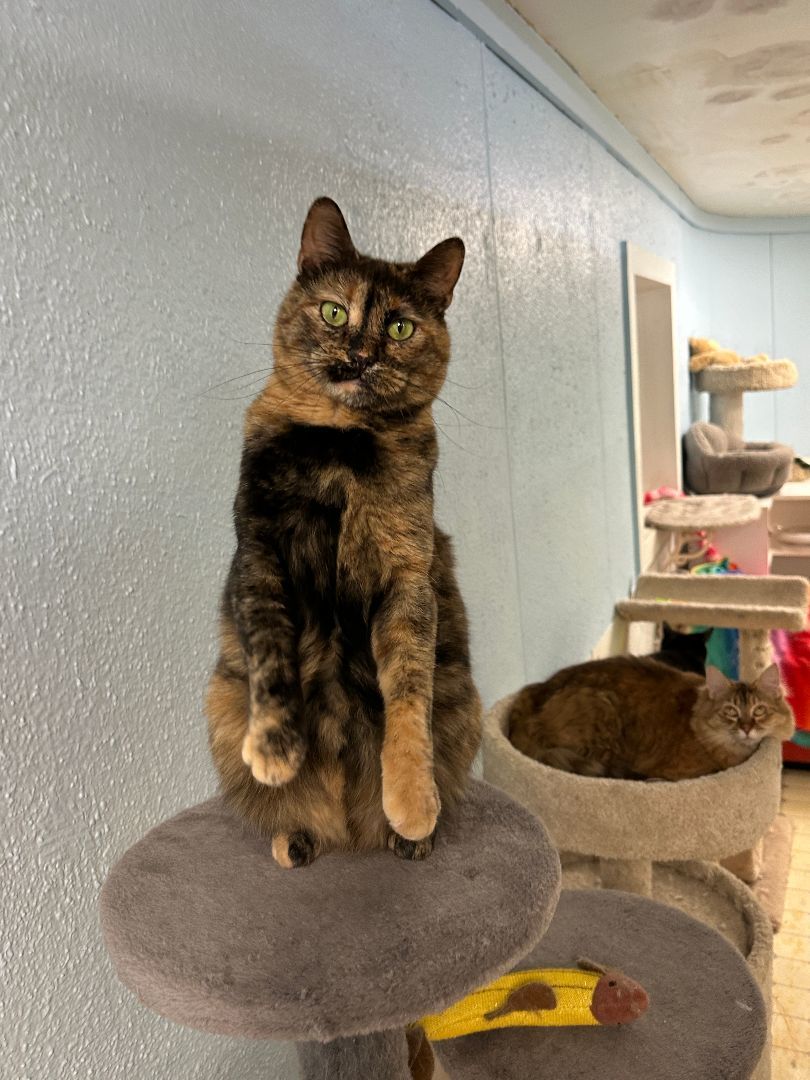 Alaina-Very Shy, a Adoptable mixed breed in Anchorage, AK image 6/6